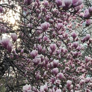 Meet your Posher, Joy